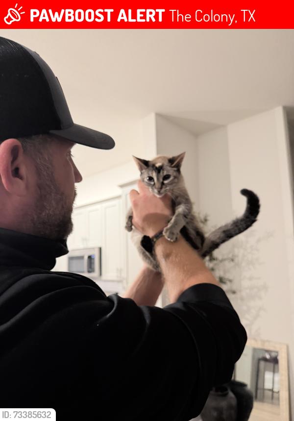 Lost Female Cat last seen Near, The Colony, TX 75056