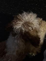 Reunited Male Dog last seen big brown building, Chicago, IL 60653