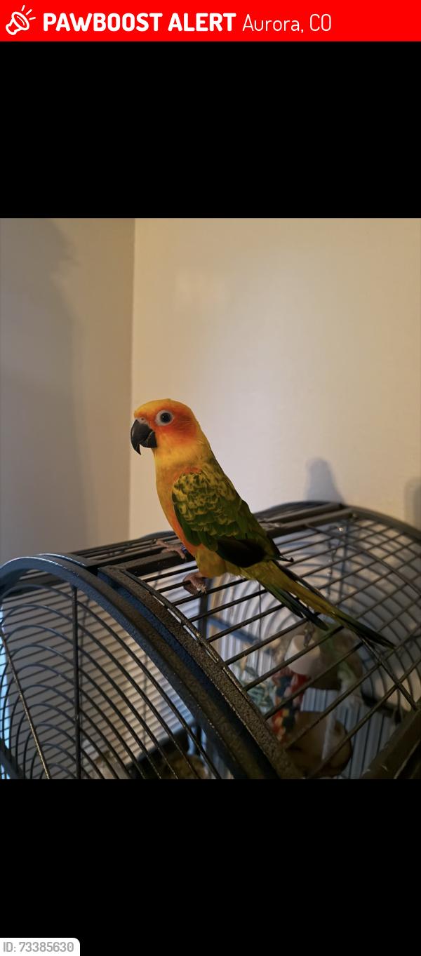 Lost Female Bird last seen E Exposition Ave & E Walsh Dr, Aurora, CO 80012