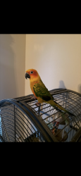 Lost Female Bird last seen E Exposition Ave & E Walsh Dr, Aurora, CO 80012