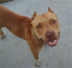 Found/Stray Male Dog last seen France Ave N, Minneapolis, MN 55429