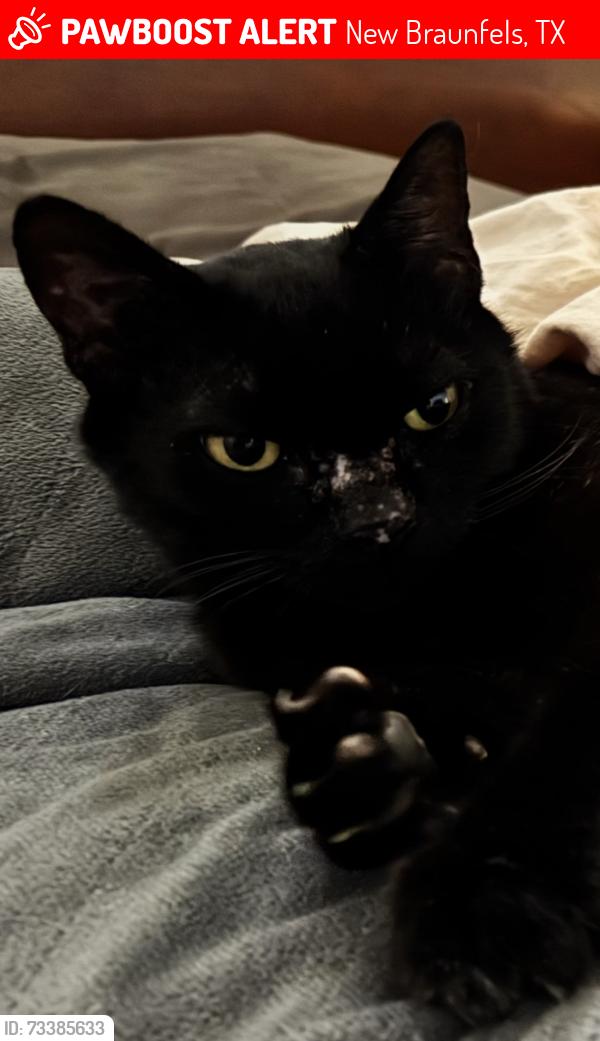 Lost Female Cat last seen Timber and Persimmon, New Braunfels, TX 78130