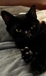 Lost Female Cat last seen Timber and Persimmon, New Braunfels, TX 78130