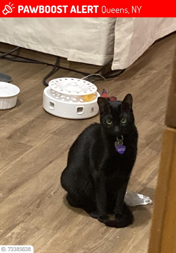 Lost Female Cat last seen College point yacht club, Queens, NY 11356