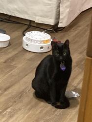 Lost Female Cat last seen College point yacht club, Queens, NY 11356