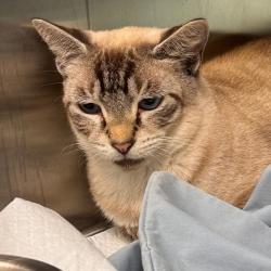 Shelter Stray Male Cat last seen , 3607 N Armenia Ave, Tampa, FL 33607, USA
