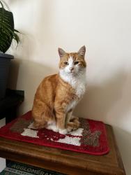 Lost Female Cat last seen Near 135 ave 64 street, Edmonton, AB T5A 0Y9