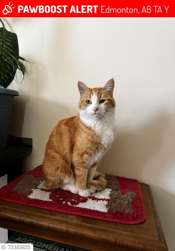 Lost Female Cat last seen Near 135 ave 64 street, Edmonton, AB T5A 0Y9
