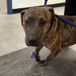 Shelter Stray Male Dog last seen , Animal Care & Control Team of Philly, 111 W Hunting Park Ave, Philadelphia, PA 19140, USA