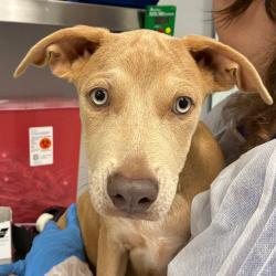 Shelter Stray Female Dog last seen , 328 Furman Hall Rd, Greenville, SC 29609, USA