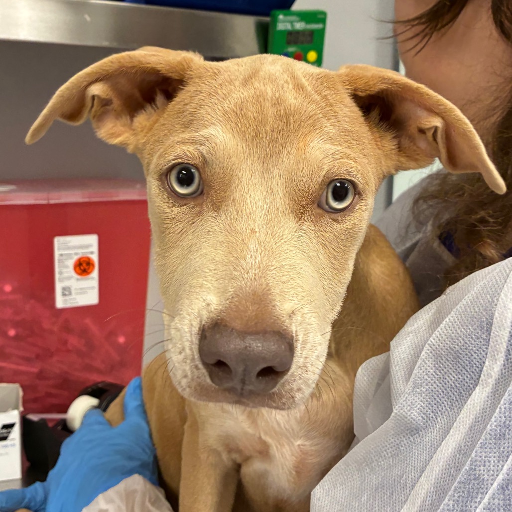 Shelter Stray Female Dog last seen , 328 Furman Hall Rd, Greenville, SC 29609, USA