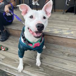 Shelter Stray Female Dog last seen , Animal Care & Control Team of Philly, 111 W Hunting Park Ave, Philadelphia, PA 19140, USA
