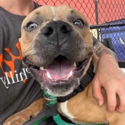 Shelter Stray Male Dog last seen , Animal Care & Control Team of Philly, 111 W Hunting Park Ave, Philadelphia, PA 19140, USA