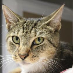 Shelter Stray Male Cat last seen , Animal Care & Control Team of Philly, 111 W Hunting Park Ave, Philadelphia, PA 19140, USA
