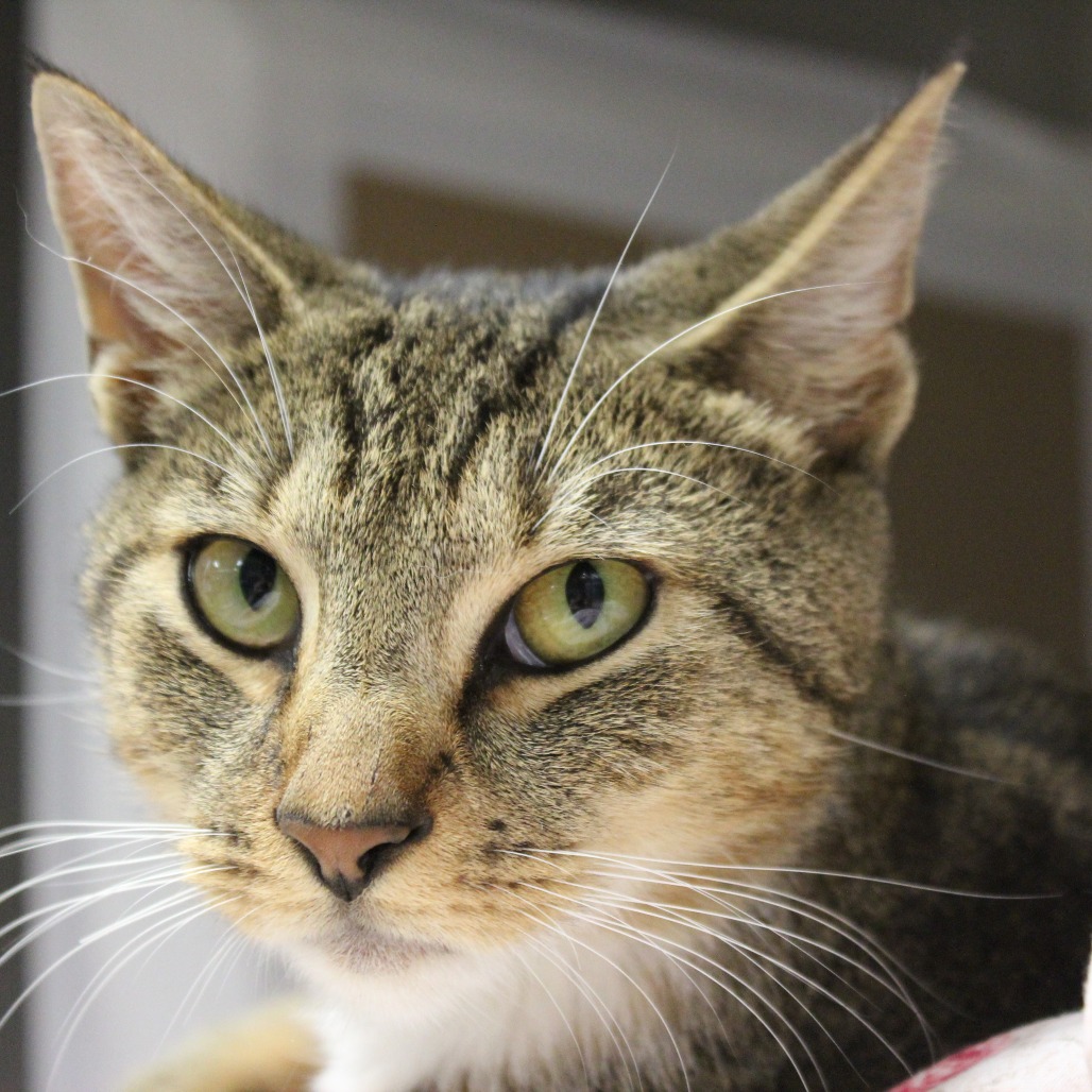 Shelter Stray Male Cat last seen , Animal Care & Control Team of Philly, 111 W Hunting Park Ave, Philadelphia, PA 19140, USA