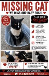 Lost Female Cat last seen Tokayana & Pinecroft, Colfax, CA 95713