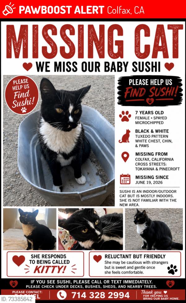 Lost Female Cat last seen Tokayana & Pinecroft, Colfax, CA 95713