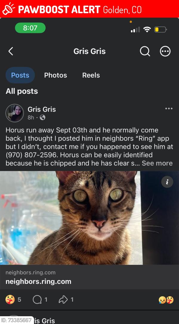 Lost Male Cat last seen N/a, Golden, CO 80403