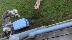 Found/Stray Unknown Dog last seen Guillot Rd and Almonaster Rd, Youngsville, LA 70592
