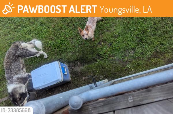 Found/Stray Unknown Dog last seen Guillot Rd and Almonaster Rd, Youngsville, LA 70592