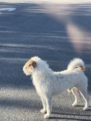 Found/Stray Unknown Dog last seen Spruce and first st, Hesperia, CA 92345