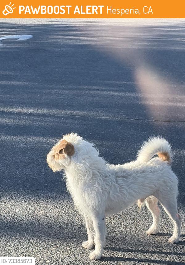 Found/Stray Unknown Dog last seen Spruce and first st, Hesperia, CA 92345