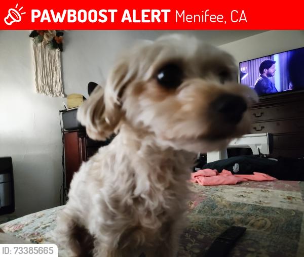 Lost Female Dog last seen Cherry Hills Blvd., Menifee, CA 92586
