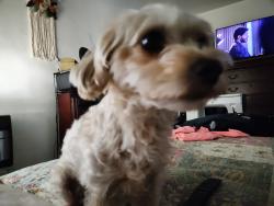 Lost Female Dog last seen Cherry Hills Blvd., Menifee, CA 92586