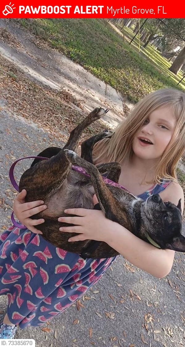 Lost Female Dog last seen Southern suites, Myrtle Grove, FL 32511