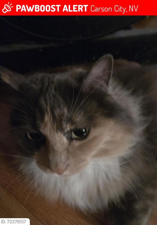 Lost Female Cat last seen Winnie lane, carson city nevada, Carson City, NV 89703