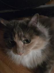 Lost Female Cat last seen Winnie lane, carson city nevada, Carson City, NV 89703