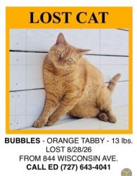 Lost Female Cat last seen 8th Street & Wisconsin Ave., Palm Harbor, FL 34683