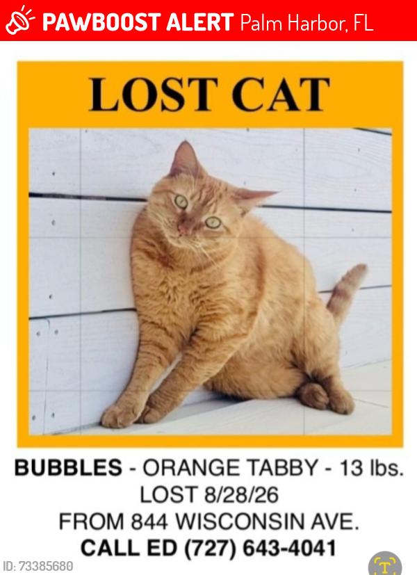 Lost Female Cat last seen 8th Street & Wisconsin Ave., Palm Harbor, FL 34683