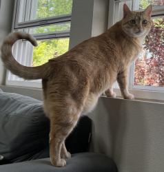 Lost Female Cat last seen S Jebel Way and Conservatory Pkwy, Aurora, CO 80013