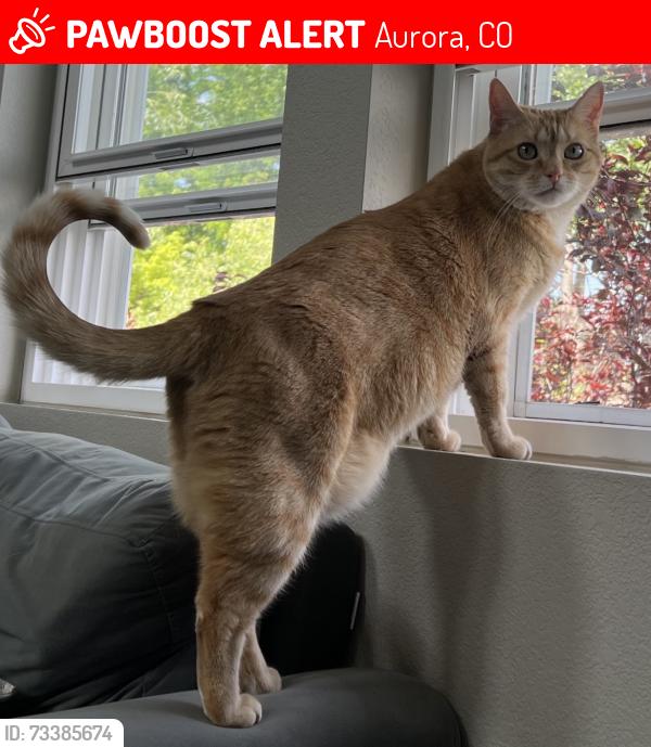 Lost Female Cat last seen S Jebel Way and Conservatory Pkwy, Aurora, CO 80013