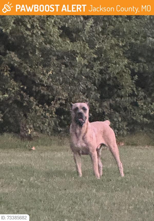 Found/Stray Male Dog last seen NW Ashurst and Pryor Road, Jackson County, MO 64064