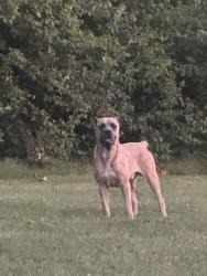 Found/Stray Male Dog last seen NW Ashurst and Pryor Road, Jackson County, MO 64064