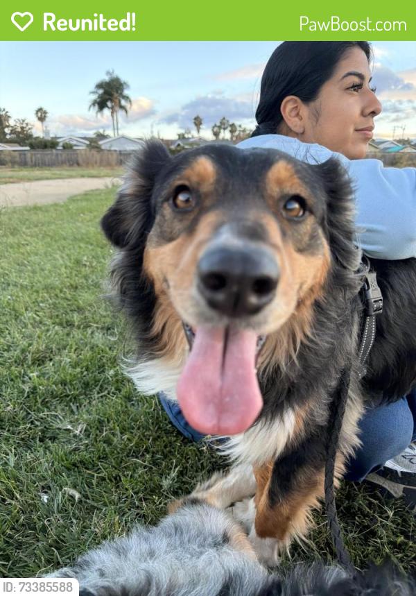 Reunited Male Dog last seen Jackson, San Jose, CA 95116