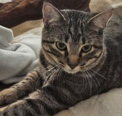 Lost Male Cat last seen Summit pass ln, Princeton, TX 75407