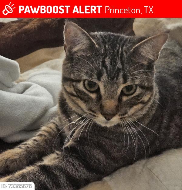 Lost Male Cat last seen Summit pass ln, Princeton, TX 75407