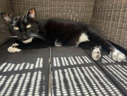 Lost Female Cat last seen Linden Avenue, South San Francisco, CA 94080
