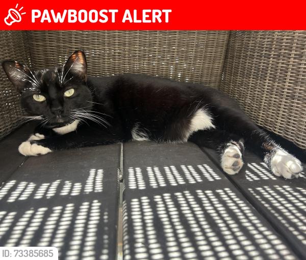 Lost Female Cat last seen Linden Avenue, South San Francisco, CA 94080