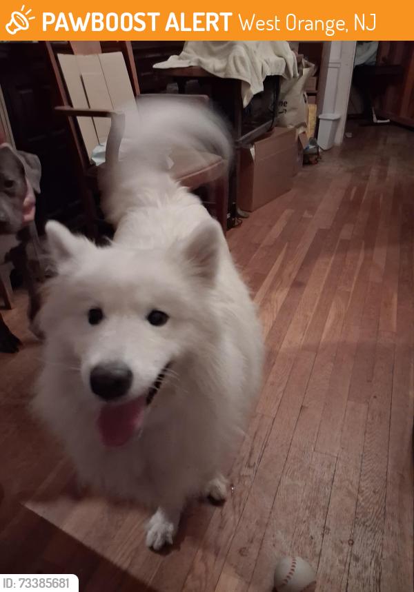 Found/Stray Female Dog last seen Seton hall prep, West Orange, NJ 07052