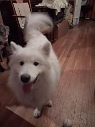 Found/Stray Female Dog last seen Seton hall prep, West Orange, NJ 07052
