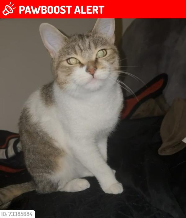 Lost Male Cat last seen Off Middleton road, West Midlands, England B30 1BJ