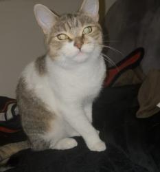 Lost Male Cat last seen Off Middleton road, West Midlands, England B30 1BJ