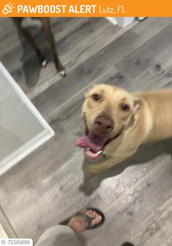 Found/Stray Female Dog last seen N US 41 & 4th Ave SE, Lutz, FL 33549