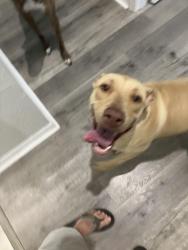 Found/Stray Female Dog last seen N US 41 & 4th Ave SE, Lutz, FL 33549