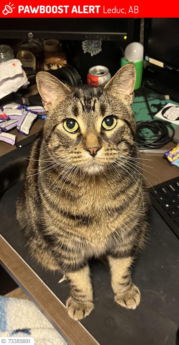 Lost Male Cat last seen Avena Circle/Link Area, Leduc, AB 
