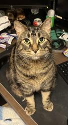 Lost Male Cat last seen Avena Circle/Link Area, Leduc, AB 